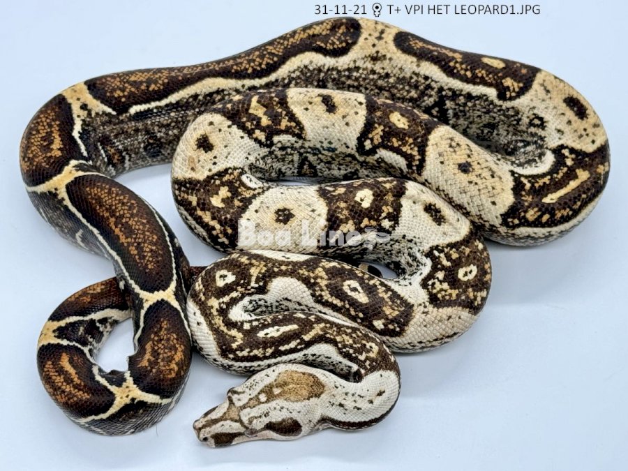 T+ VPI HET LEOPARD